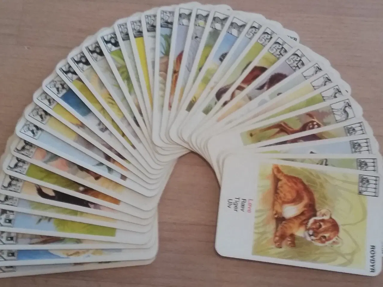 Billede 2 - PIATNIK DYREBØRN