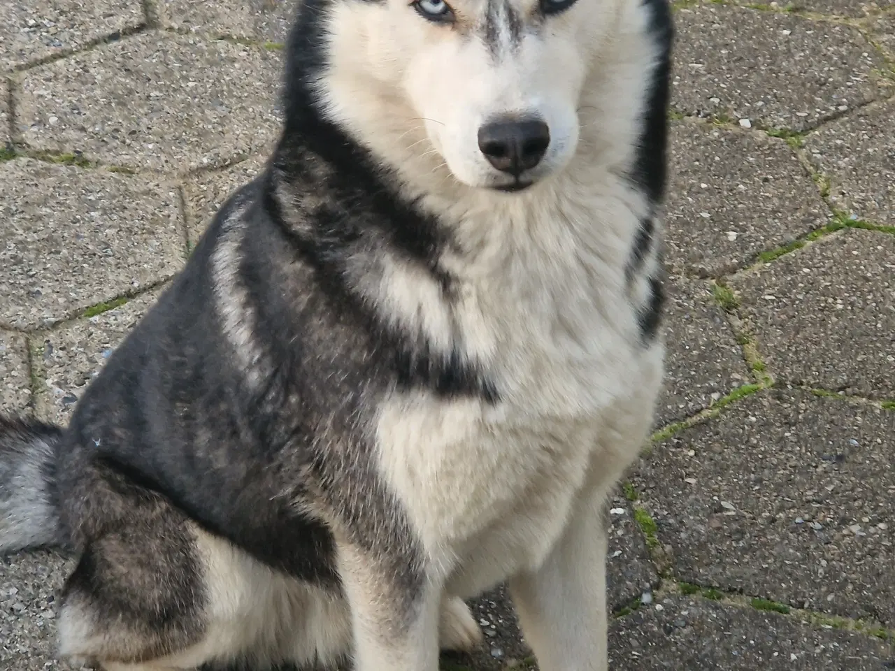 Billede 10 - Rottsky hvalpe søger nye, kærlige hjem