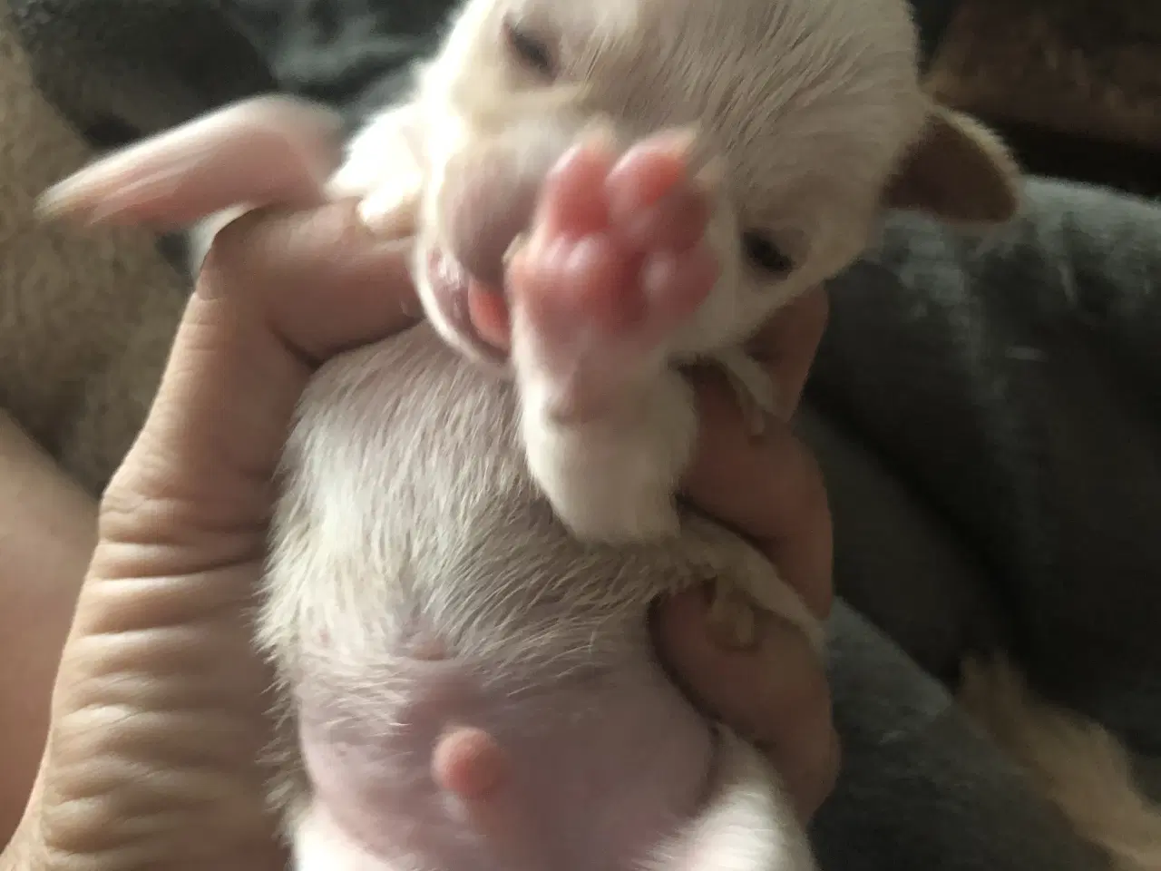 Billede 4 - Shih Tzu / Chihuahua blanding