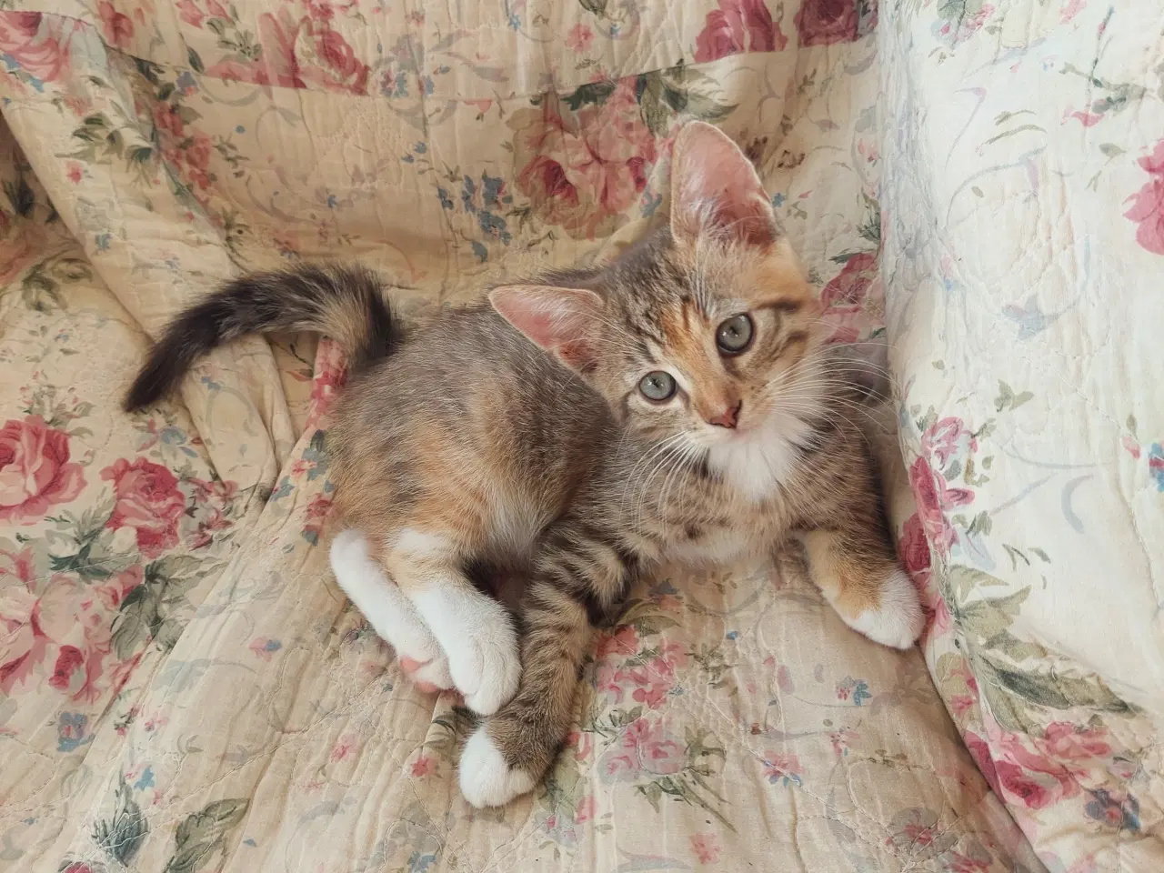 Billede 6 - Smukke tortie killinger