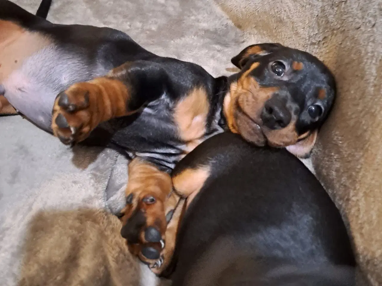 Billede 2 - tre sunde, legesyge og smukke dværg Gravehund -dre
