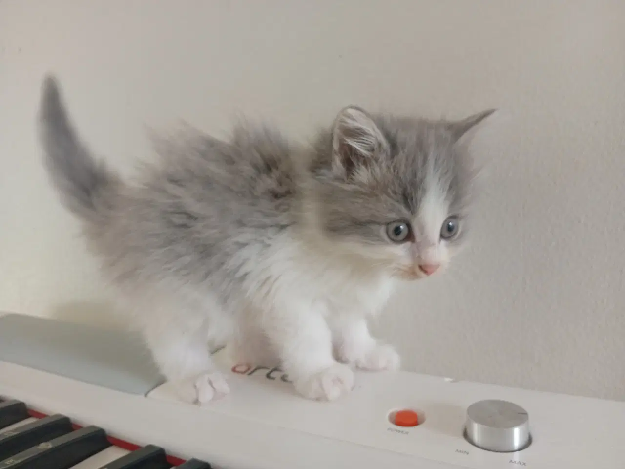 Billede 9 - Mainecoon killinger 