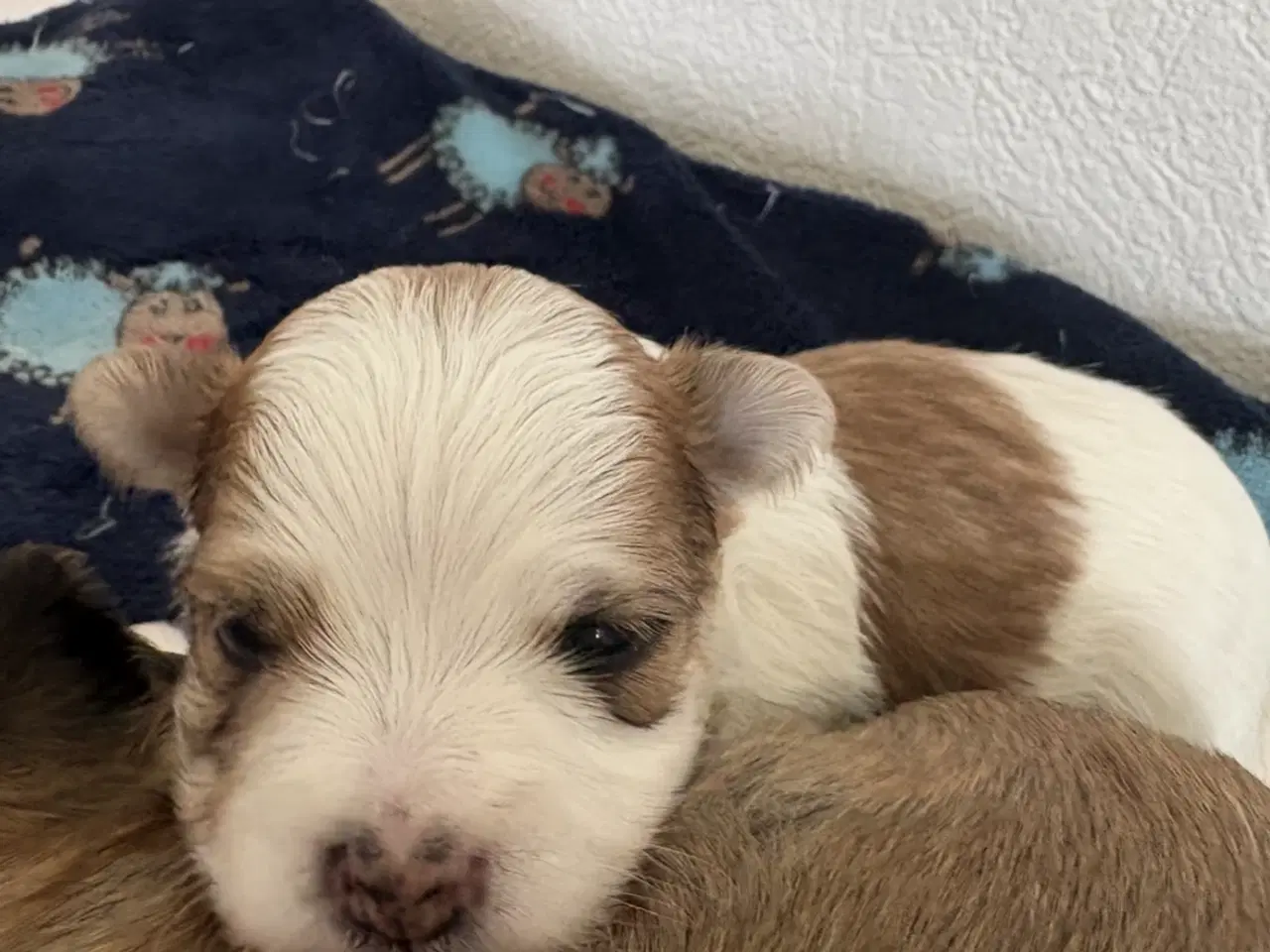Billede 9 - Bichon havanais hvalp
