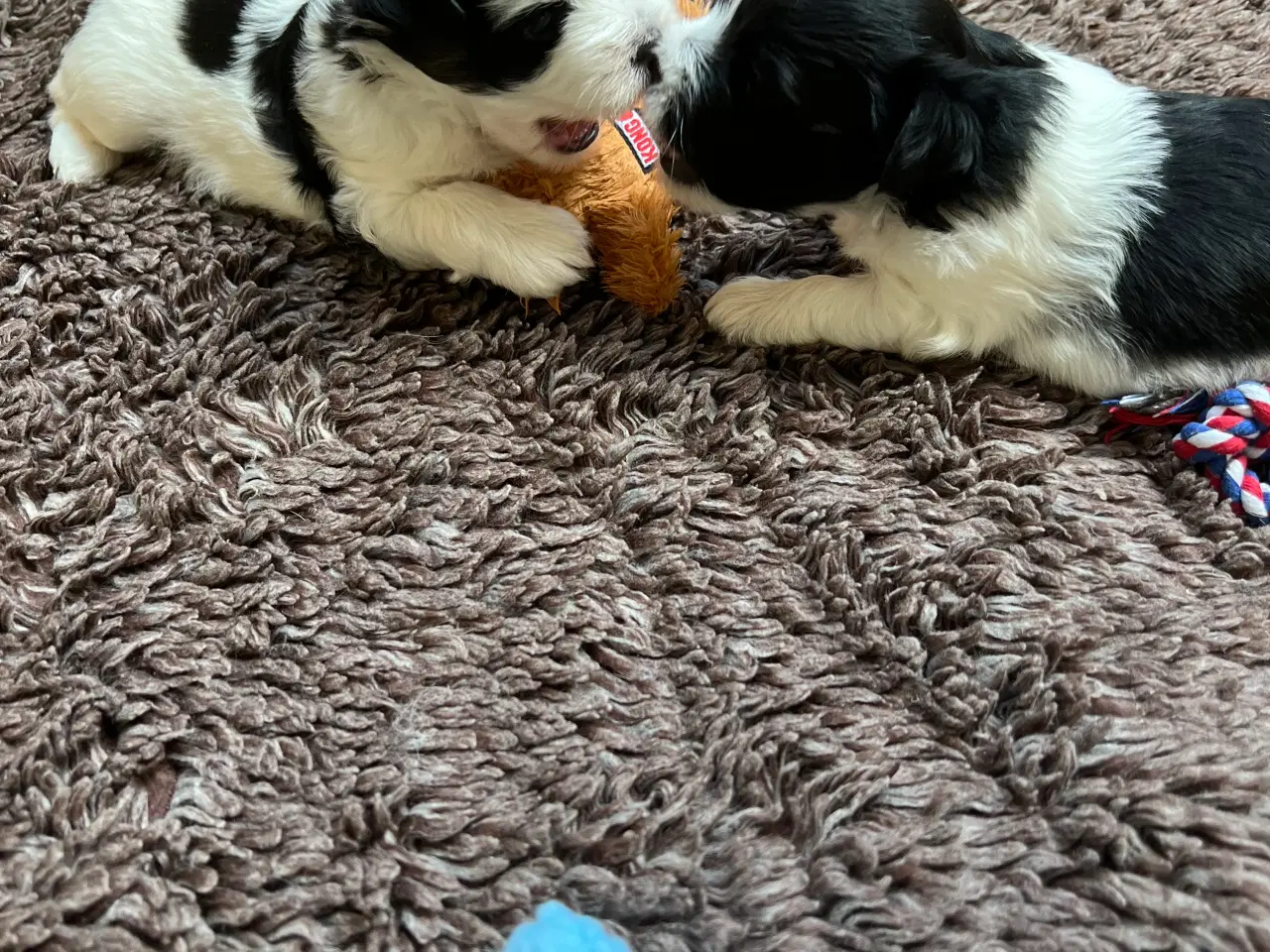 Billede 3 - Bomuldshvalpe. Lhasa Apso / Bichon Havanais 