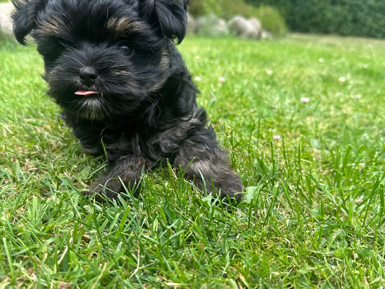 Billede 10 - Yorkshire terrier mini 