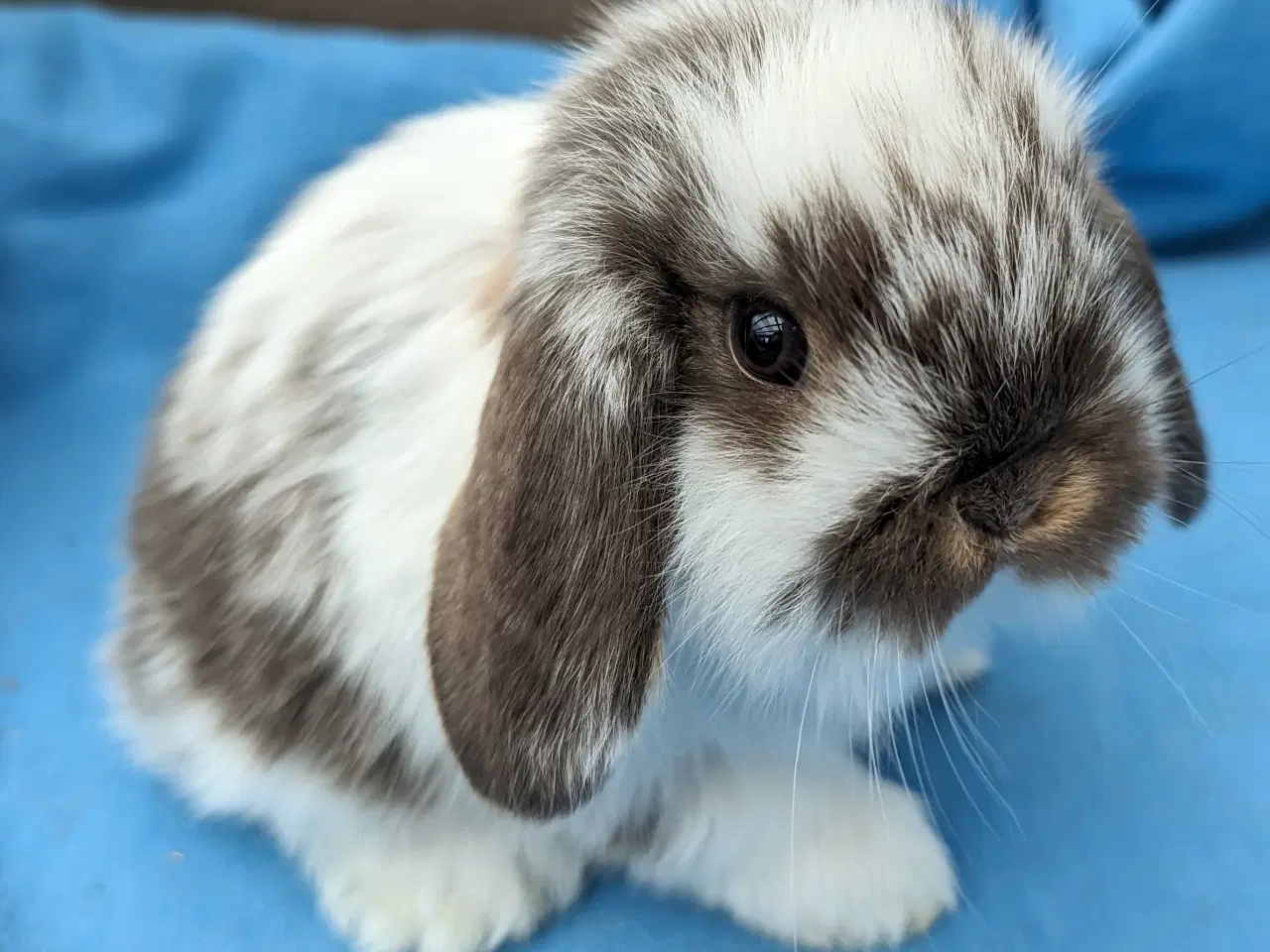 Billede 5 - Minilop kaninunge sælges 