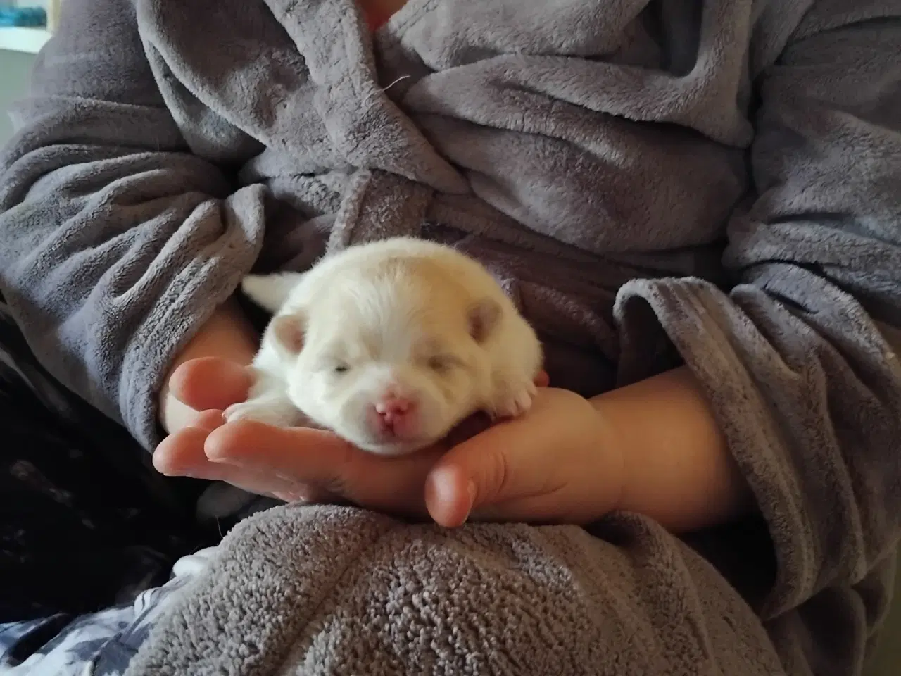 Billede 1 - Pomeranian pige hvalp