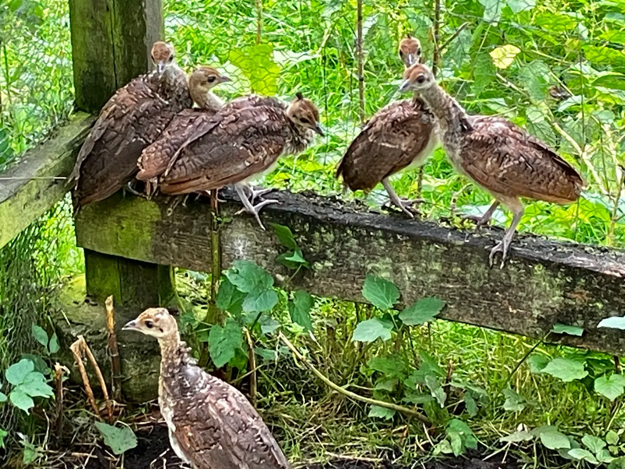 Billede 1 -   6 Påfuglekyllinger med mor