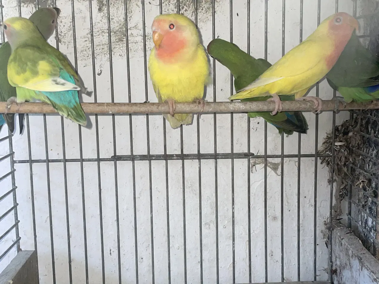 Billede 2 - Dværgpapegøjer