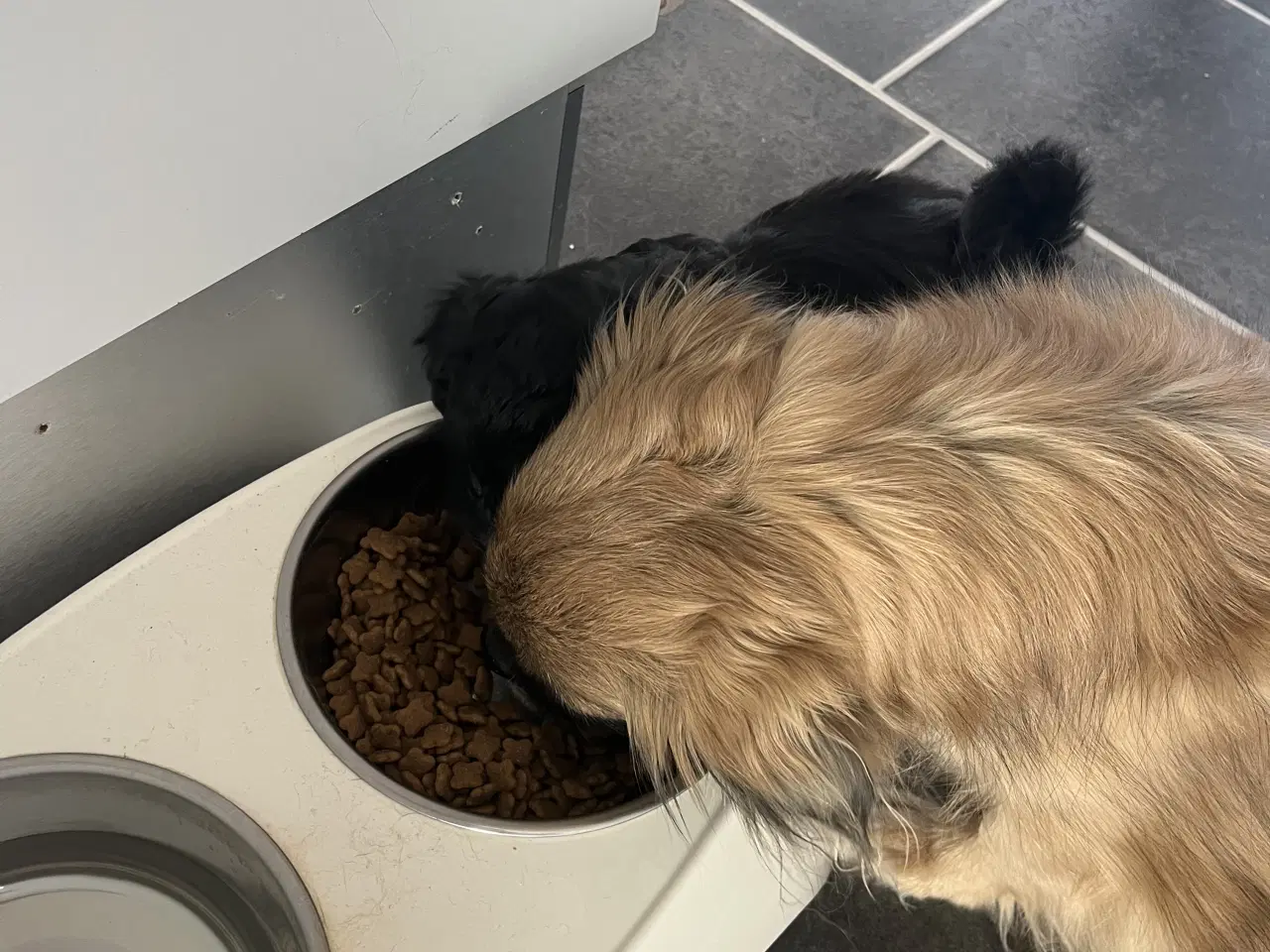 Billede 18 - Skønne Puddelblandinger💗