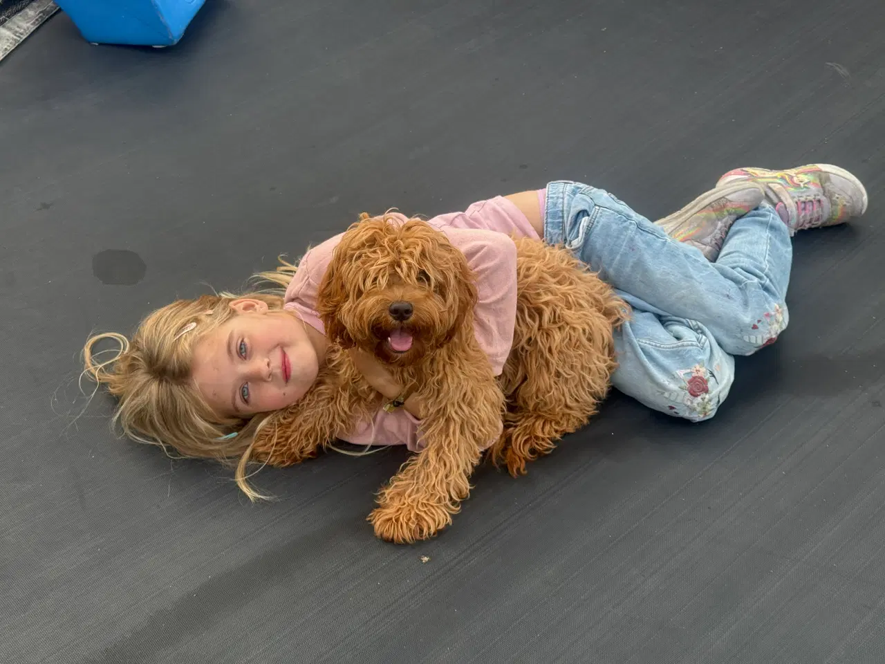 Billede 2 - Cavapoo HUN sælges 