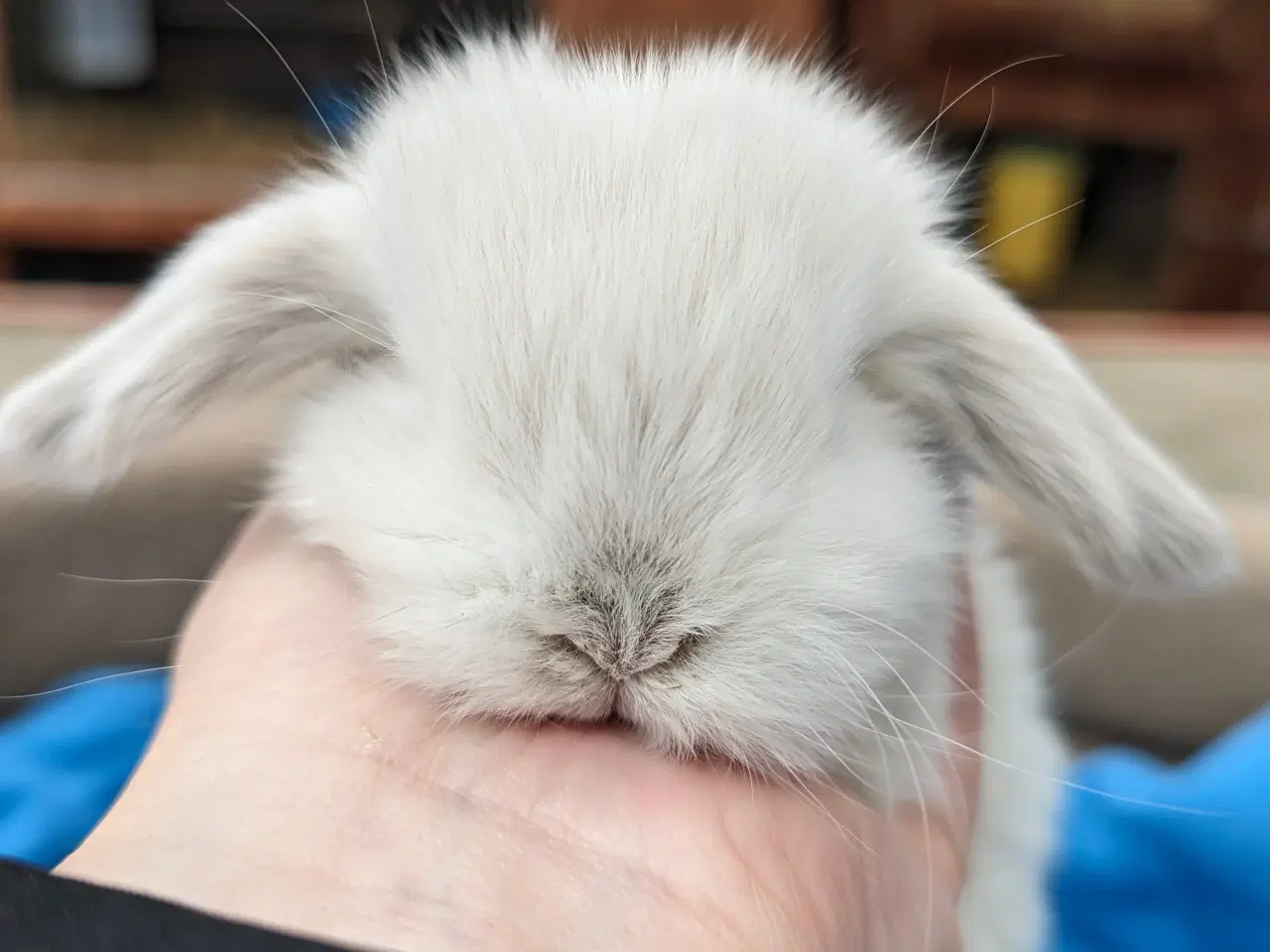 Billede 4 - Minilop kaninunge sælges