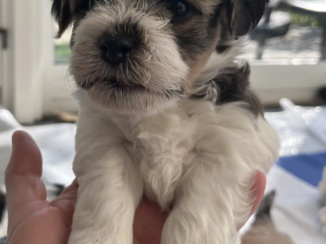 Billede 3 - Bichon havanais hvalpe