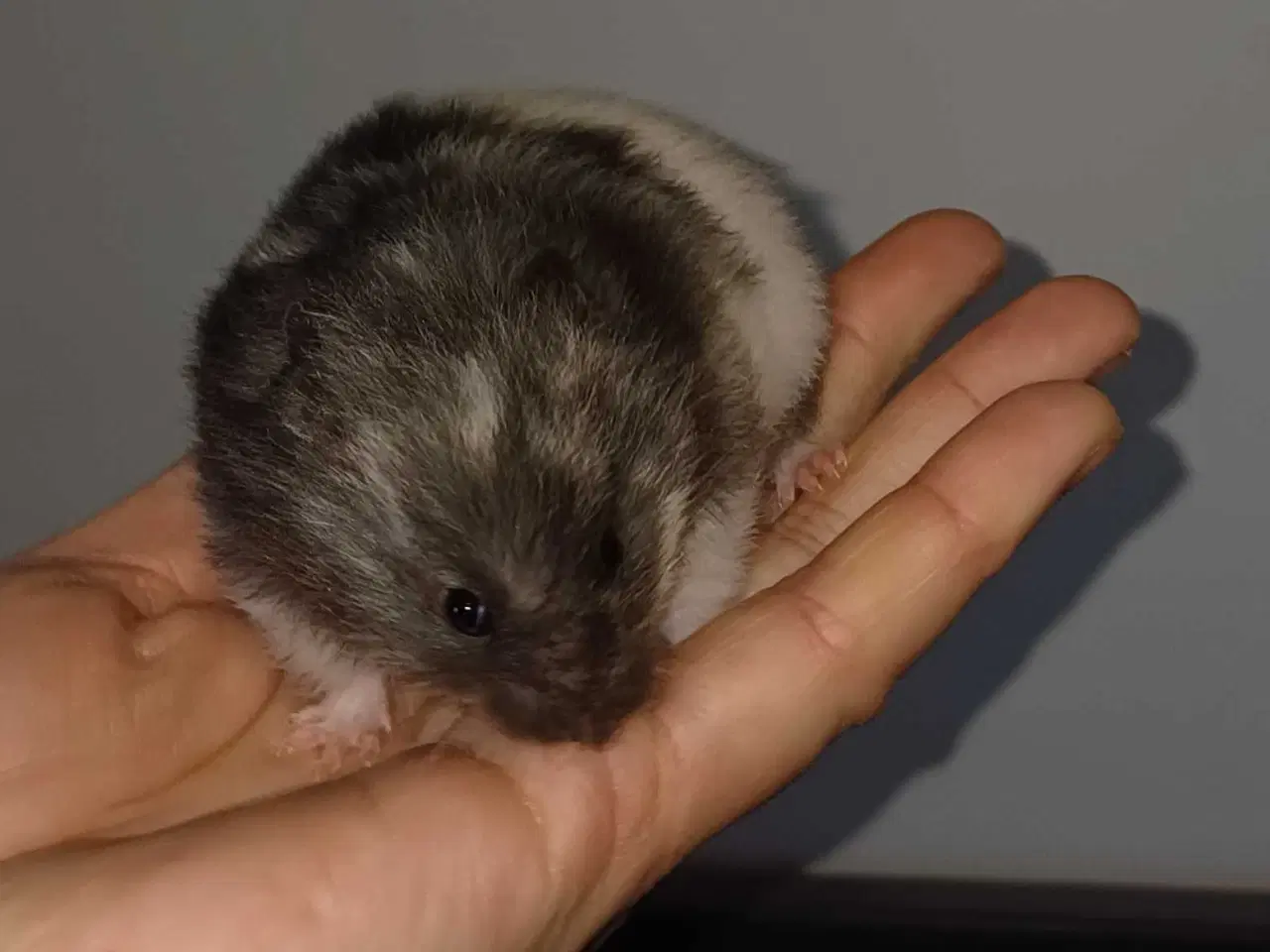 Billede 17 - Guldhamster unger
