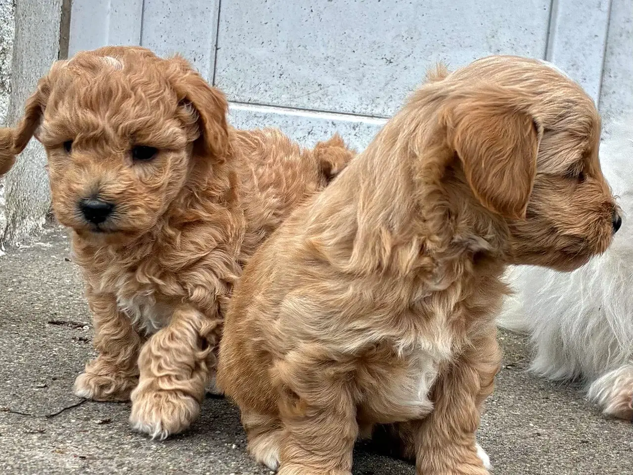 Billede 8 - doodle / cotonpoo / pooton  hvalpe  