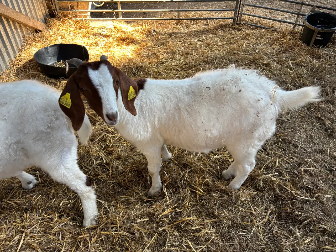 Billede 2 - Boergeder sælges. 2 års drægtig. 