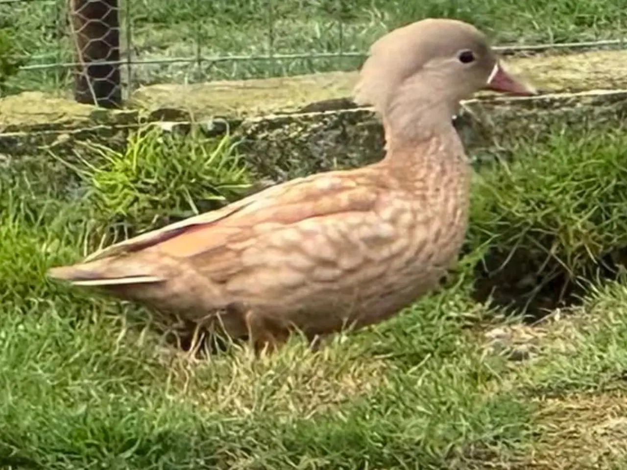 Billede 1 - Gul mandarinand og 