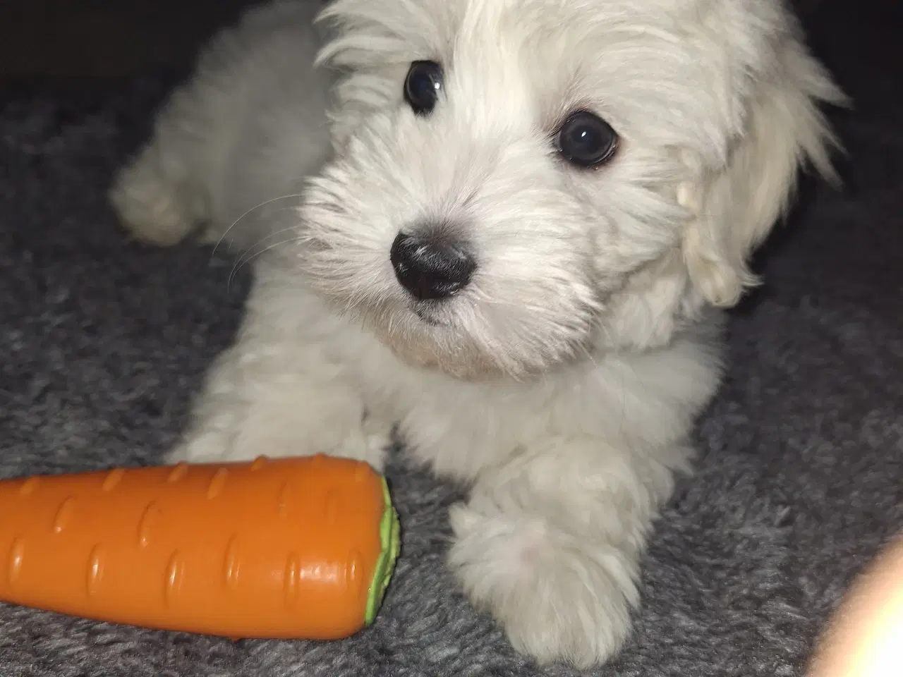 Billede 5 - Coton de tulear / bomuldshund