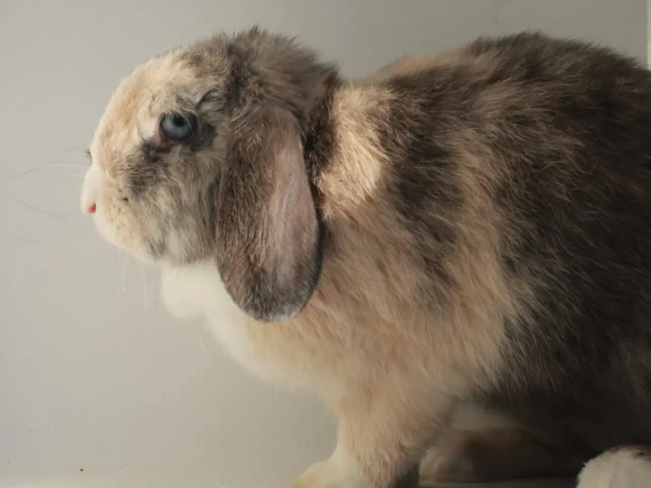 Billede 2 - Dværgvædder/Mini lop hunkanin