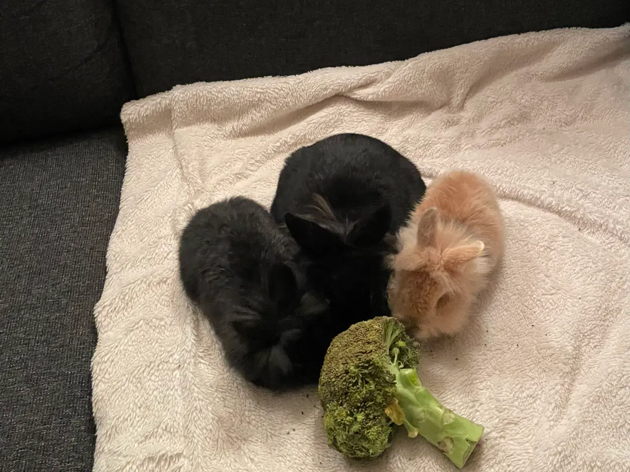 Billede 3 - Dværg Løvehovedet unger