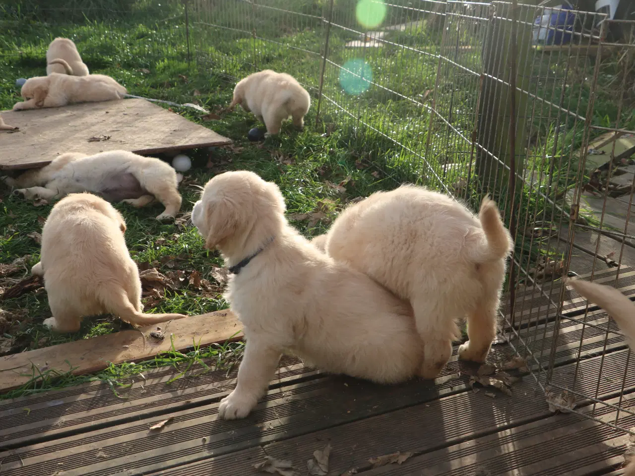 Billede 2 - Verdens smukkeste Golden Retriever er nu til salg!