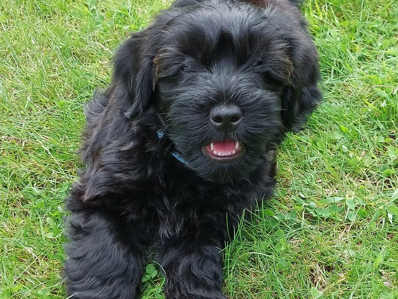 Billede 1 - Bichon Havaneser 