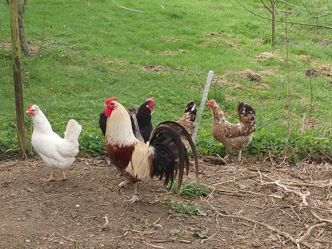 Billede 9 - Daggamle kyllinger af islandske landnámshøns