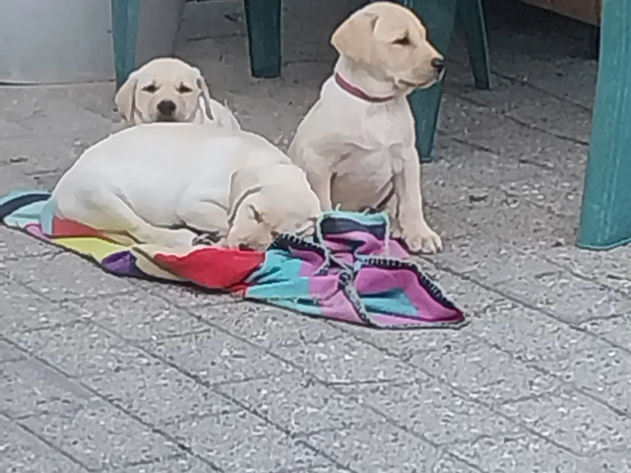 Billede 4 - Gule labrador hvalpe.