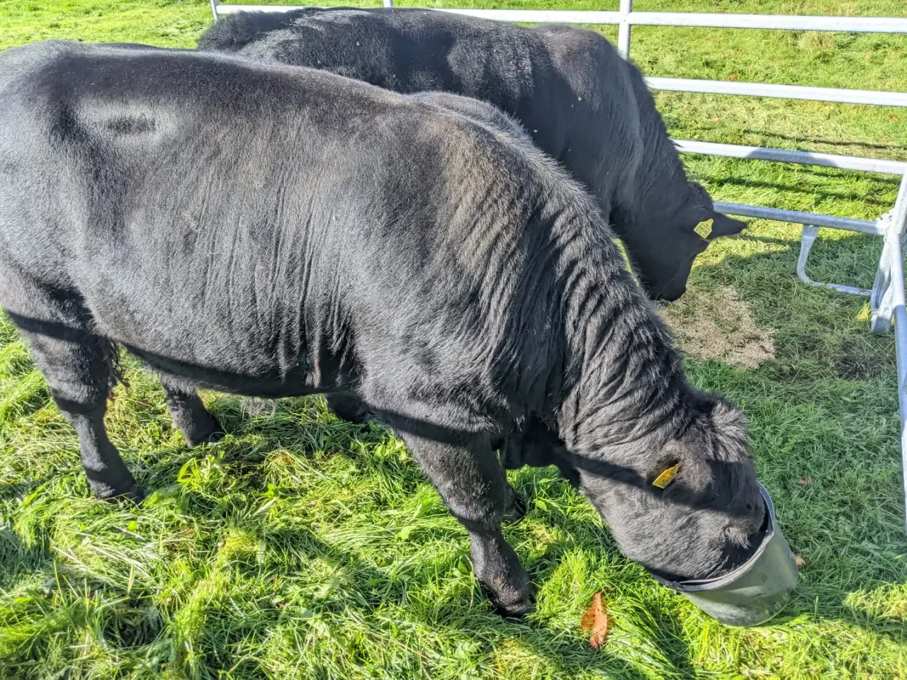 Billede 2 - Håndtam angus tyr fra maj 2023