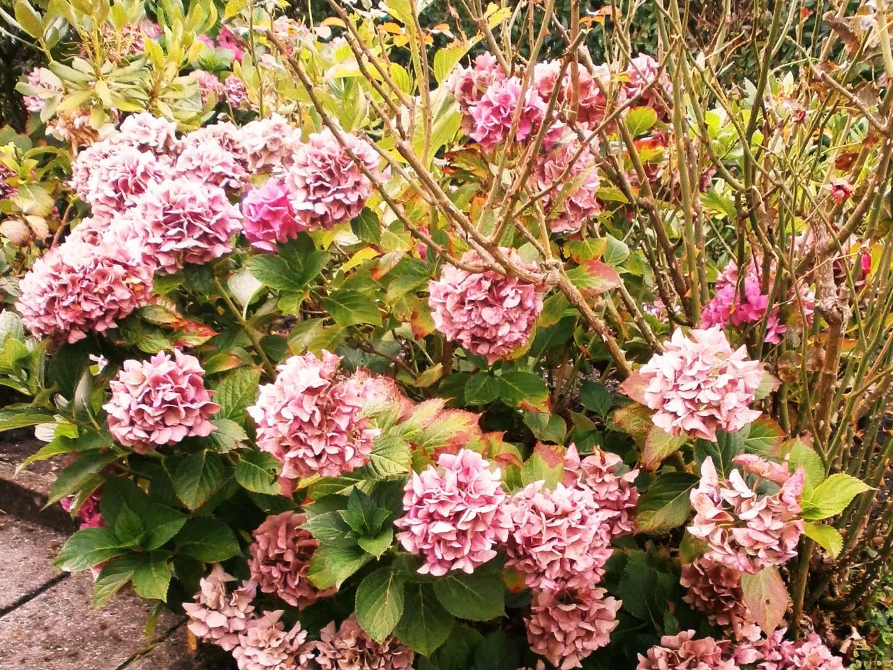 Billede 3 - STOR HORTENSIA BUSK