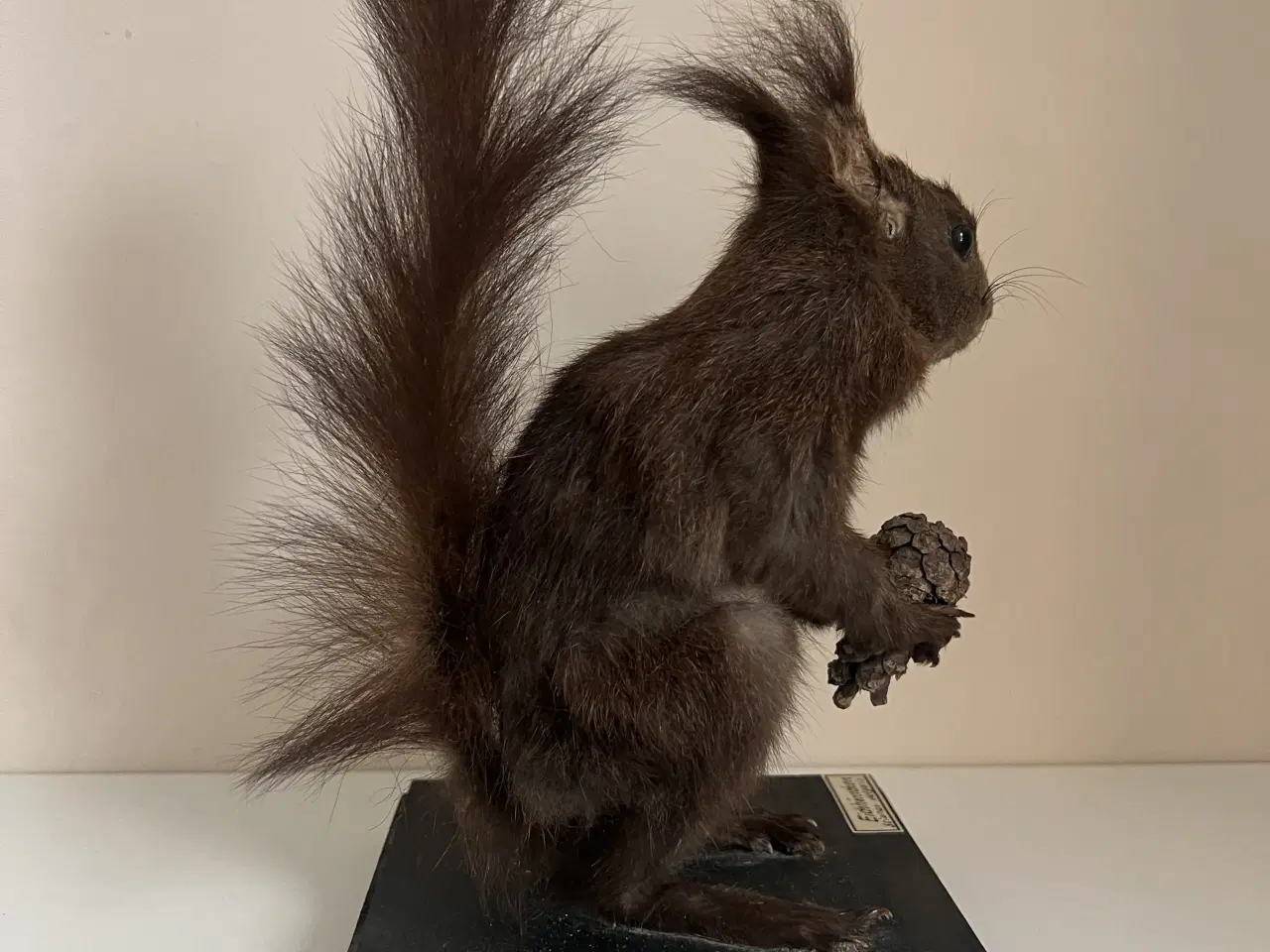 Billede 3 - Flot udstoppet Rødegern 