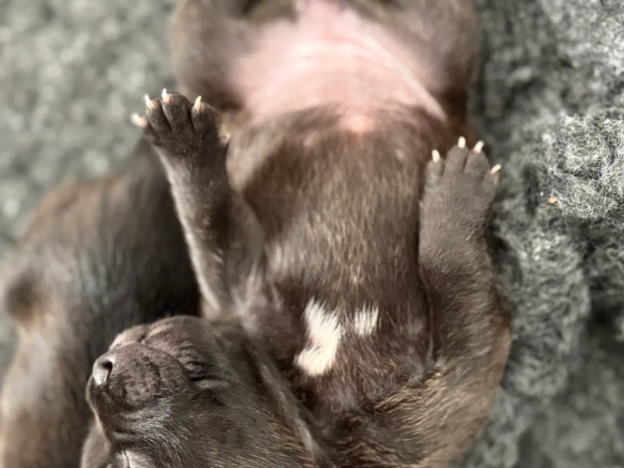 Billede 8 - Staffordshire Bullterrier