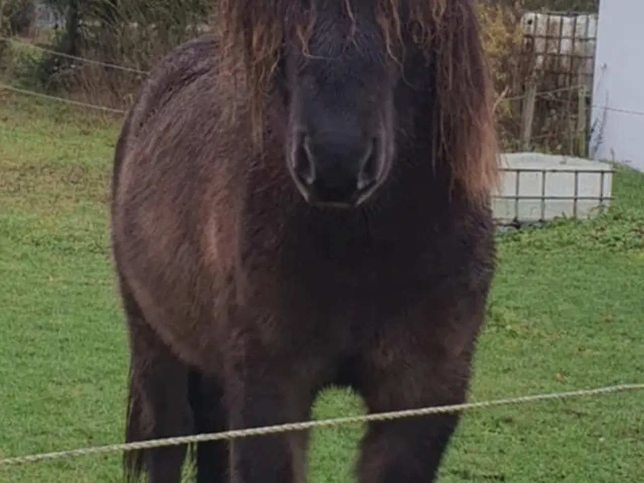 Billede 3 - Min skønne islænder vallak søger ny mad mor