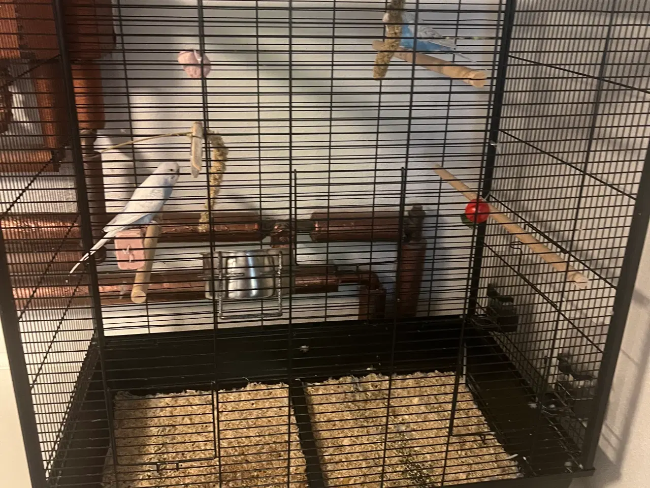 Billede 7 - 2 meget fine undulater, en han og en hun med bur