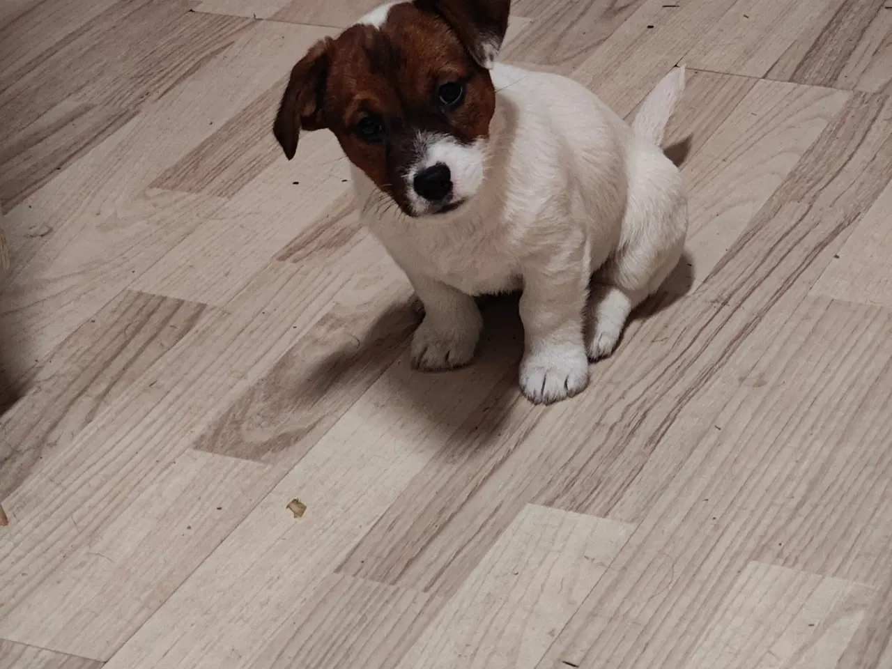 Billede 19 - Jack Russell Terrier hvalpe