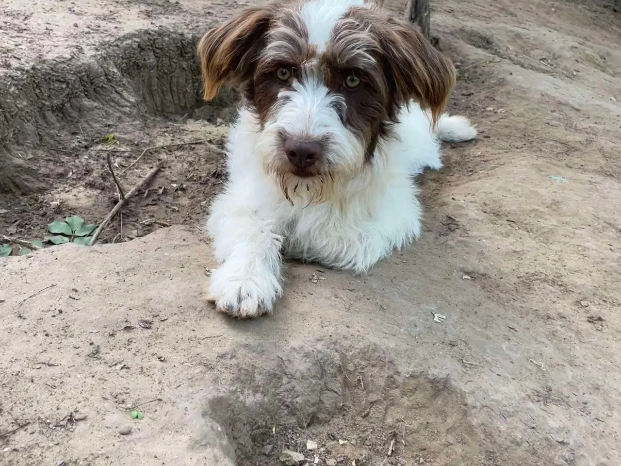 Billede 1 - Sødeste Frigge uldtot (Lagotto mix)