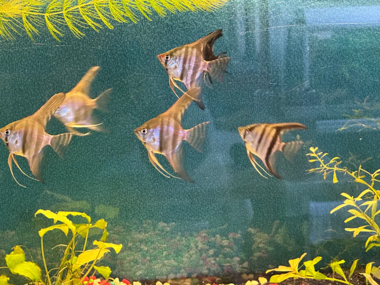 Billede 3 - Scalare (Pterophyllum scalare)