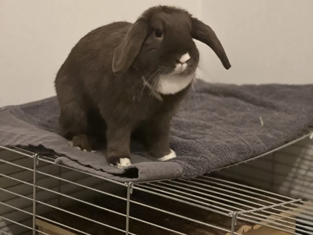 Billede 1 - Vores hun-kanin Ninus søger nyt hjem 