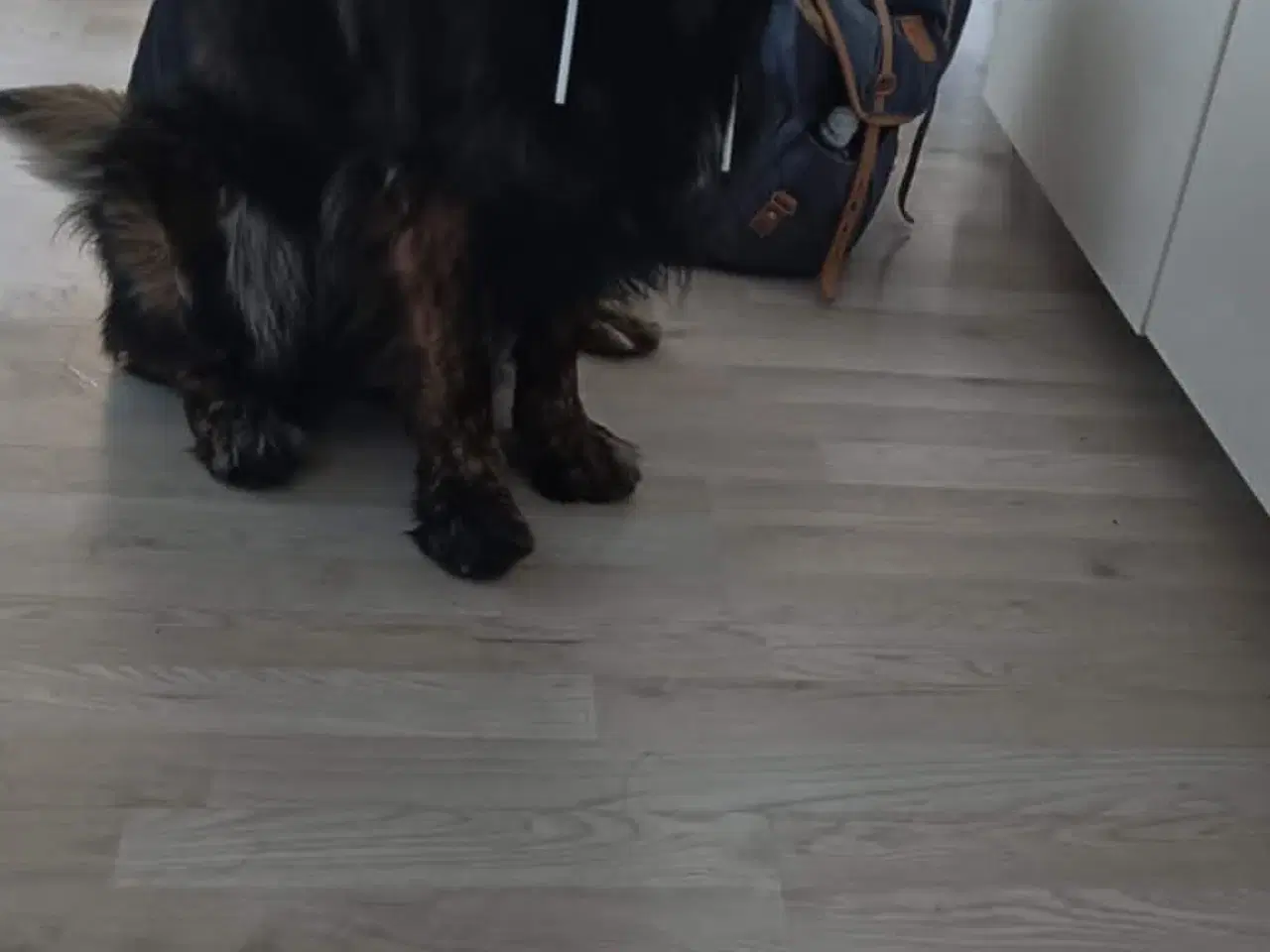 Billede 3 - Omplacering af 3 årig hund