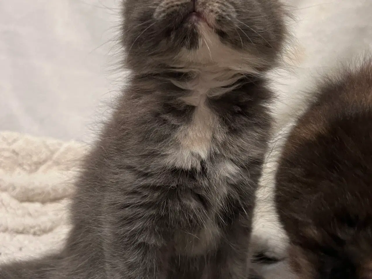 Billede 9 - Mainecoon killing 