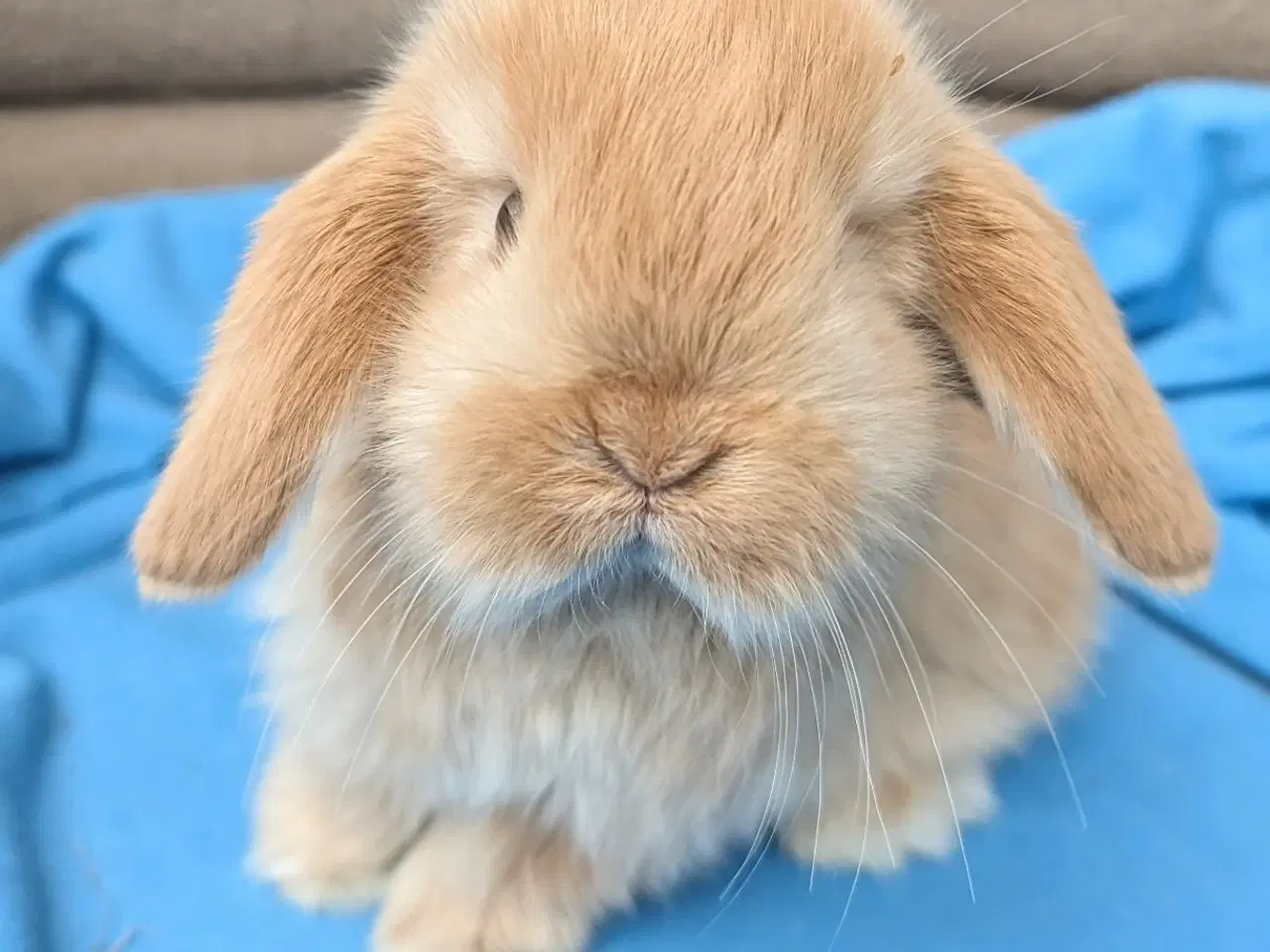 Billede 4 - Minilop kaninunge sælges 