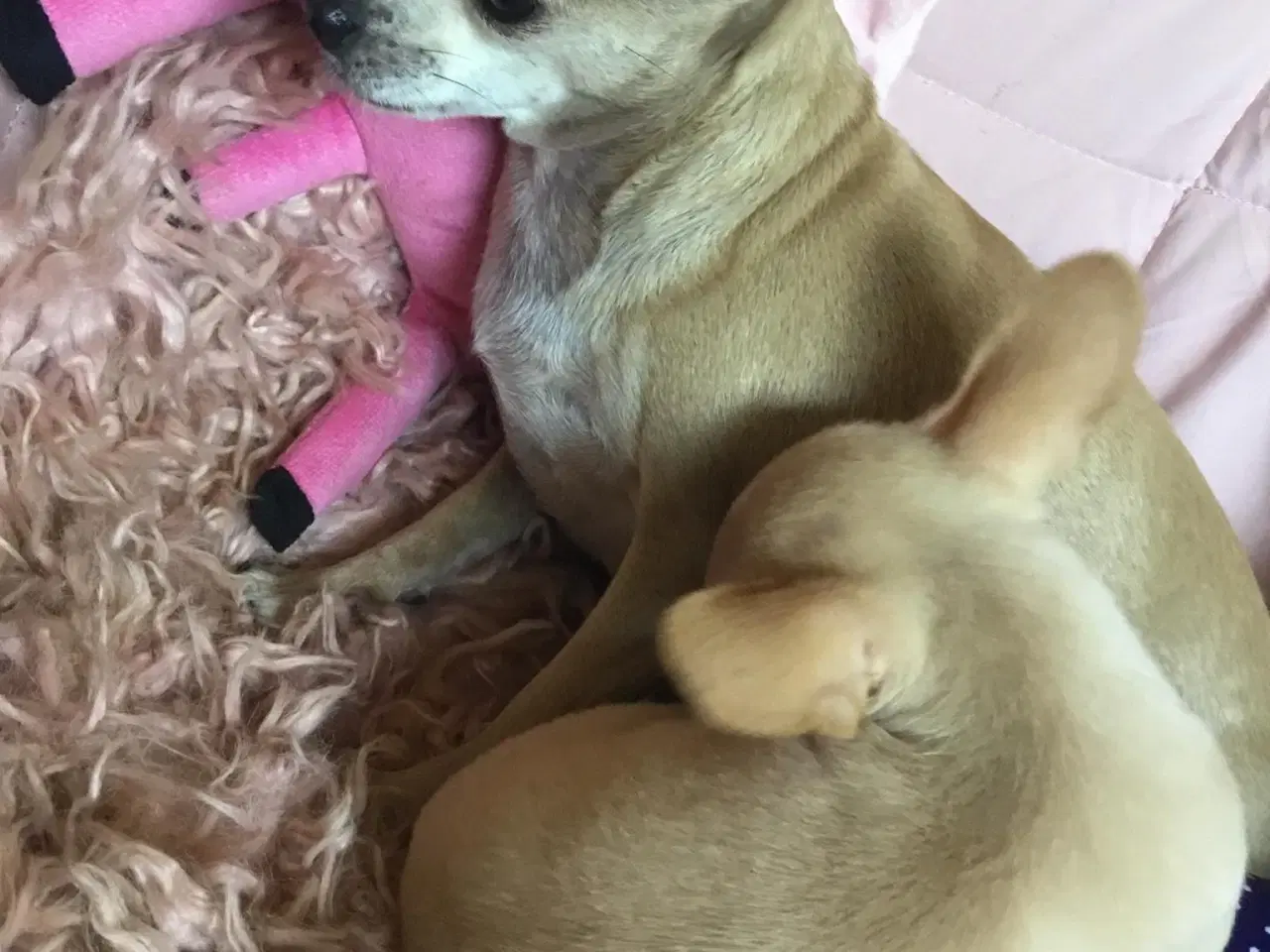 Billede 13 - Dejlige små chihuahua bl.a. hvalpe