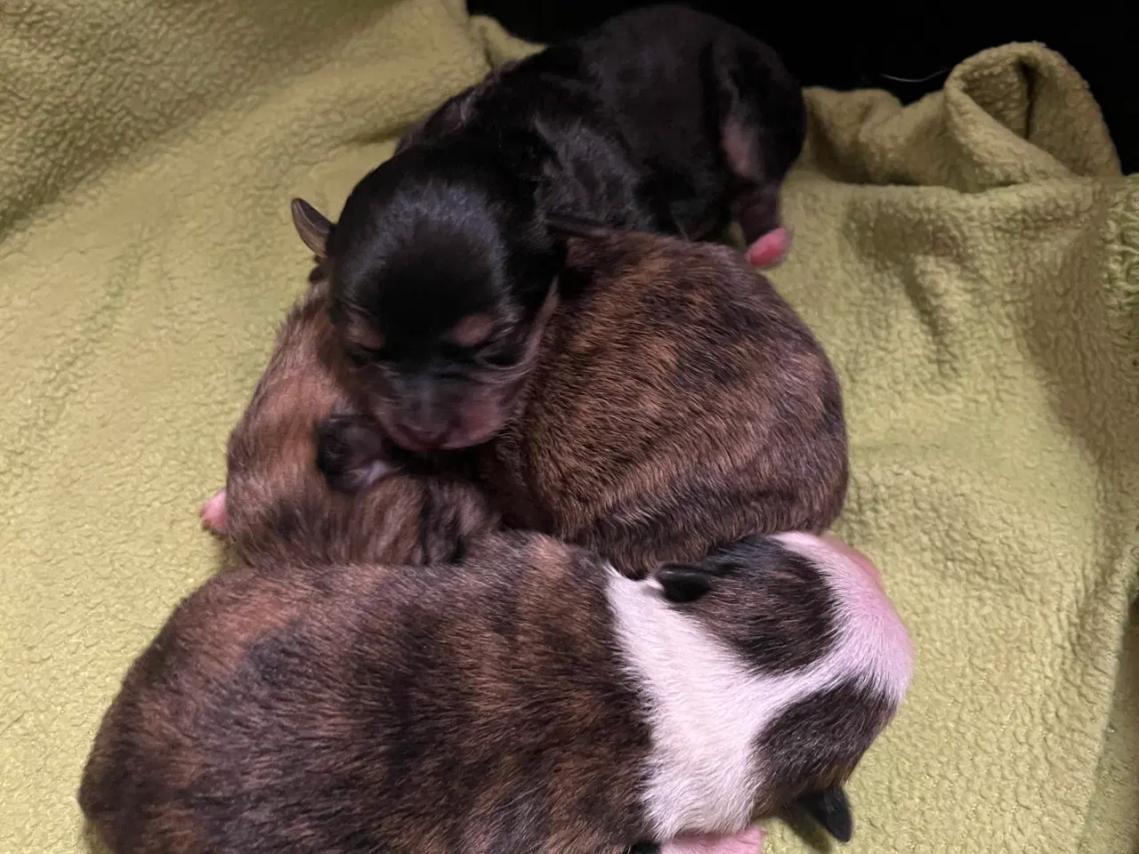 Billede 2 - 3 søde tæver. Små blandinger