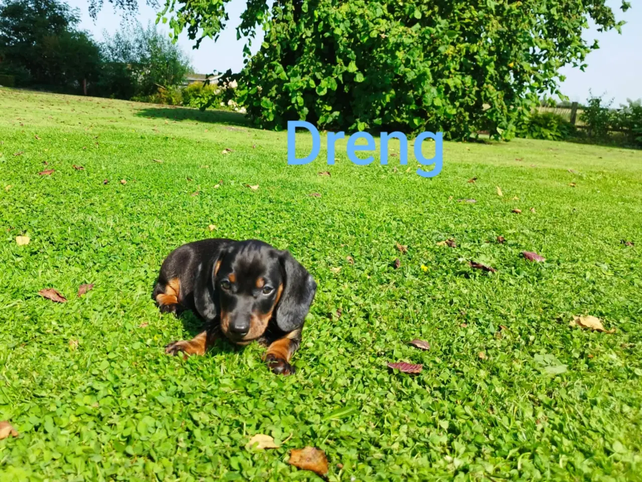 Billede 2 - Gravhunde hvalpe Korthåret