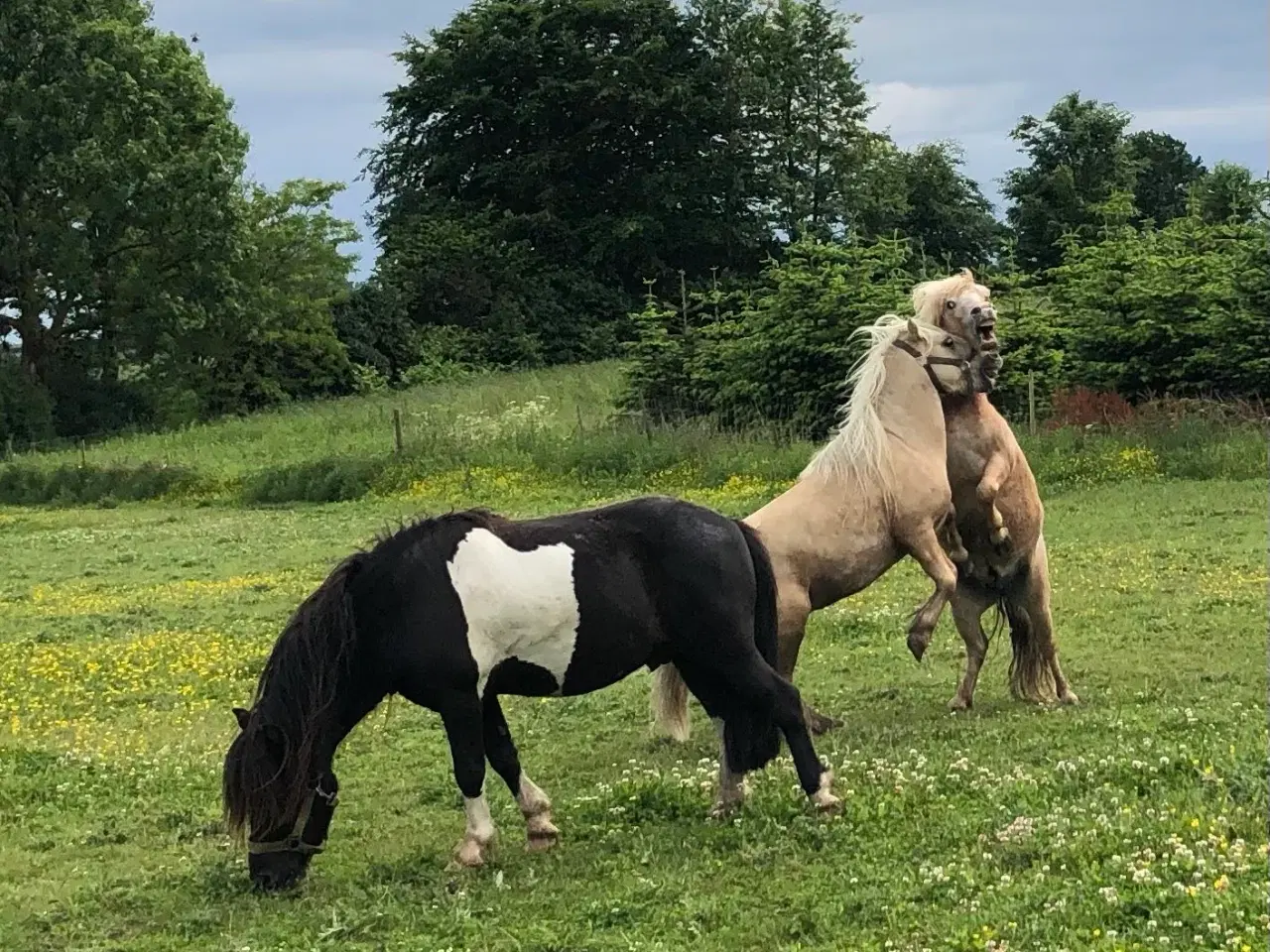 Billede 7 - Shetlænder / islænder blanding
