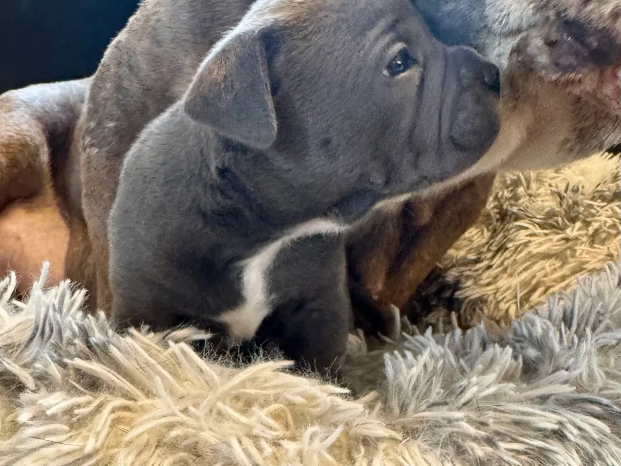 Billede 5 - Staffordshire/Old English Bulldog 