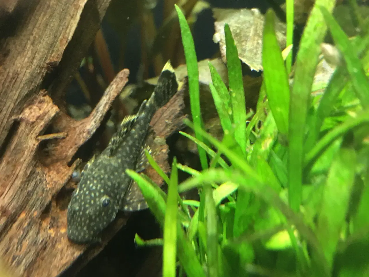 Billede 5 - Sommerfugle cichlide