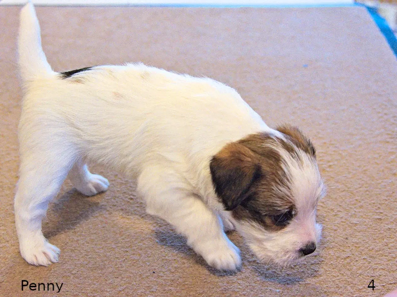 Billede 2 - Jack Russel Terrier hvalpe m. stamtavle