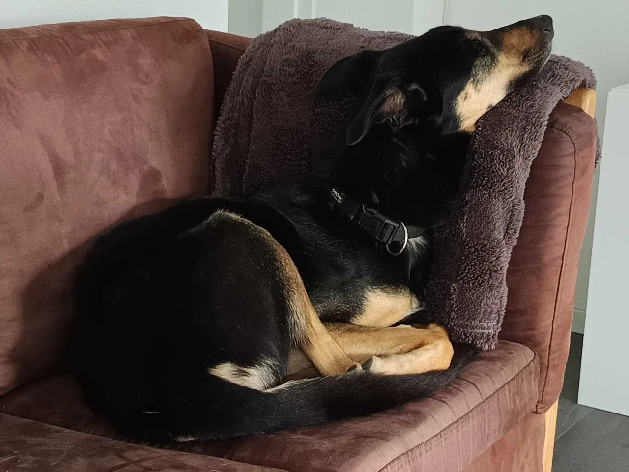 Billede 3 - Fantastisk hanhund sælges 