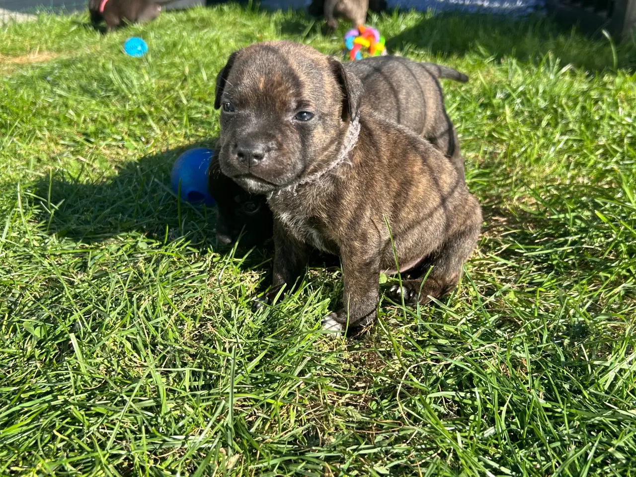 Billede 6 - Staffordshire Bull terrier hvalpe